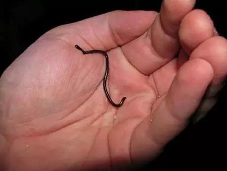 生物世界指什么动物_世间最小的生物_搜索生物世界