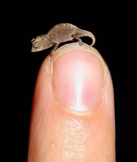 搜索生物世界_生物世界指什么动物_世间最小的生物