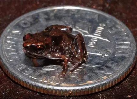 生物世界指什么动物_搜索生物世界_世间最小的生物