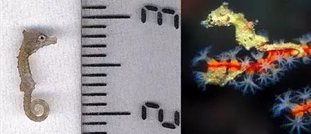 生物世界指什么动物_世间最小的生物_搜索生物世界