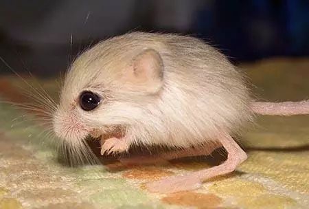 搜索生物世界_生物世界指什么动物_世间最小的生物