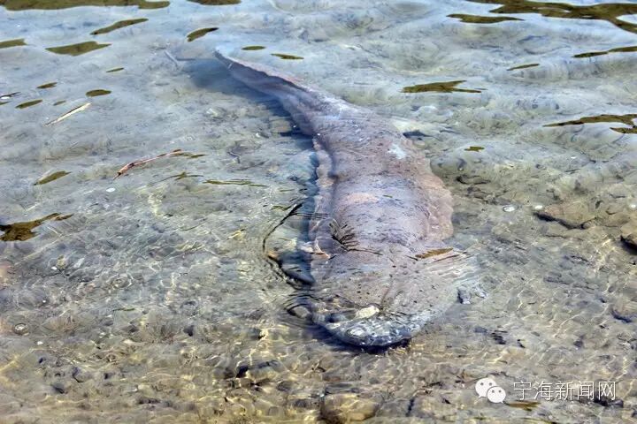 宁海惊现1.05米长,16斤重娃娃鱼,能发出婴儿般哭声.