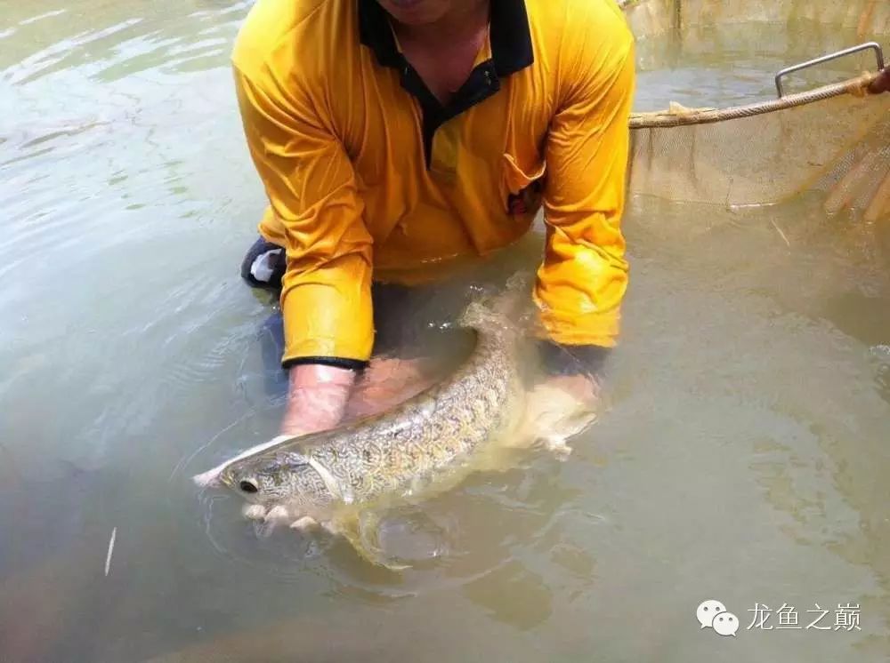 【重庆水产养殖基地交流组】图腾龙?纳米青龙?傻傻分