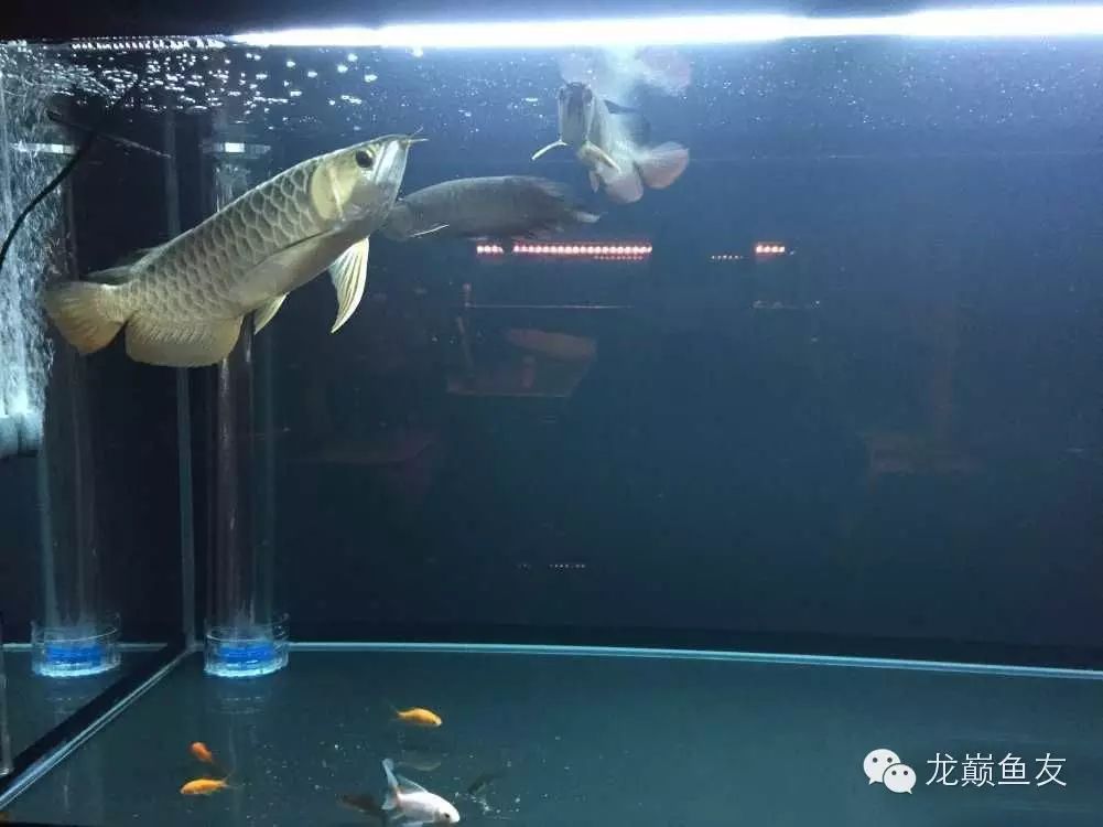 龙鱼混养,我是这么成功的