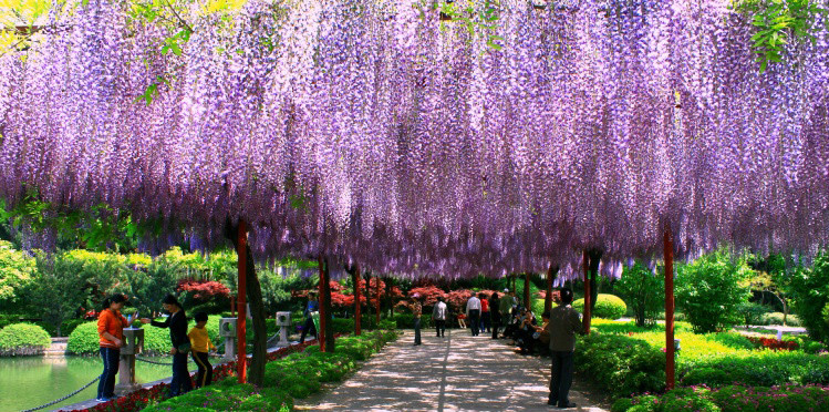 读·行修│上海最美的紫藤花观赏地