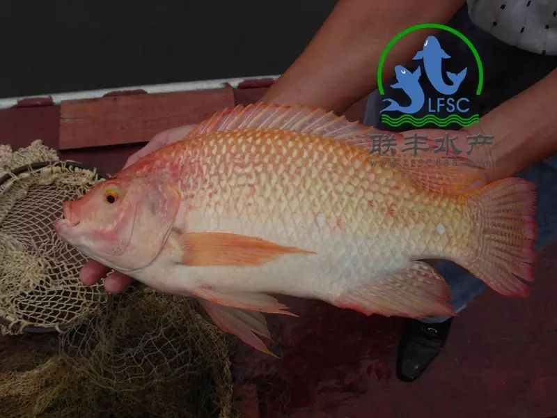 星洲红鱼是从东南亚品系选育的红罗非鱼,体型象尼罗罗非鱼或