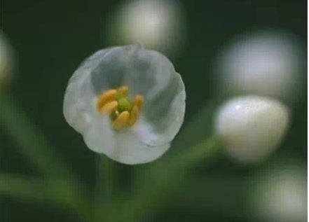 山荷叶,淋雨后会变透明的花6