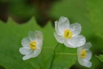 山荷叶,淋雨后会变透明的花5