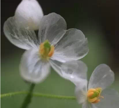 山荷叶,淋雨后会变透明的花11