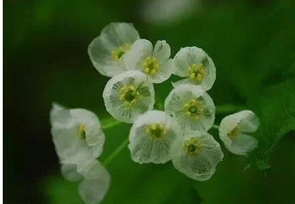 山荷叶,淋雨后会变透明的花4