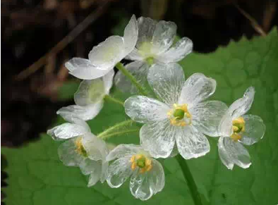 山荷叶,淋雨后会变透明的花7