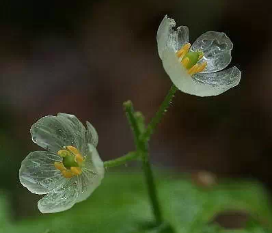 山荷叶,淋雨后会变透明的花3