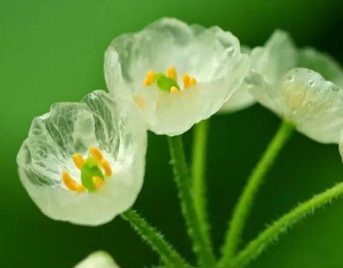 山荷叶,淋雨后会变透明的花10