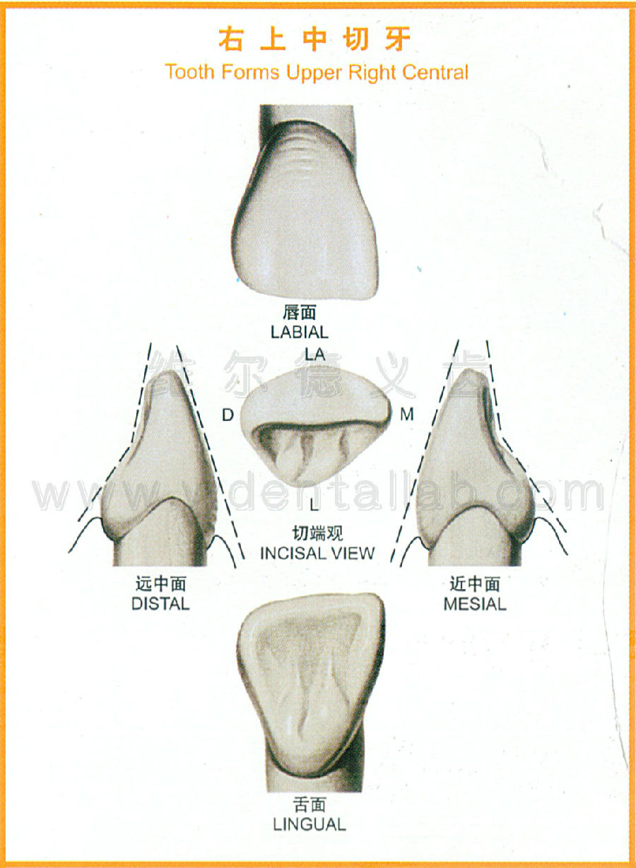 牙齿的解剖形态图大全