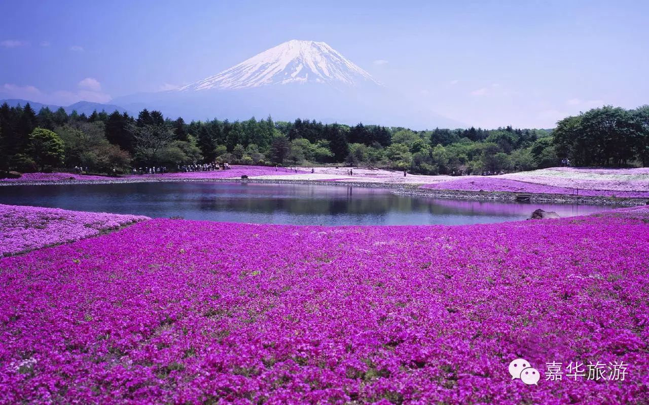 北海道花海逐梦,感受别样日本!