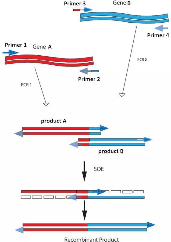 互为模板进行pcr扩增,从而获得目的dna基因片段的方法