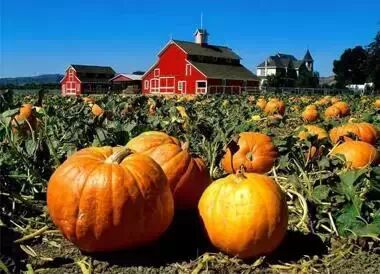 ԳʲôõĿ ⼸ʳȳҩЧǿĶࣨ4