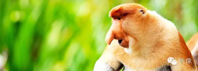 屈原在十二生肖代表什么动物_屈原猜生肖_屈原生肖属什么生肖