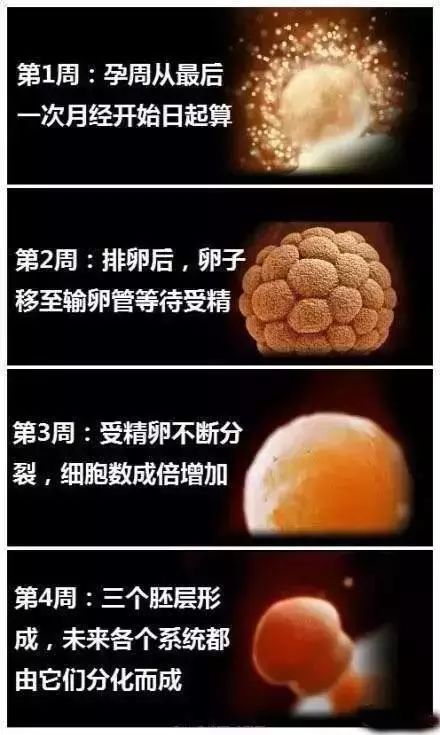 【天使孕味】胎儿从1-40周的影像!生命真的太奇妙了!