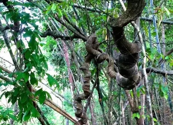 西双版纳热带雨林里那些搞怪的藤本植物！
