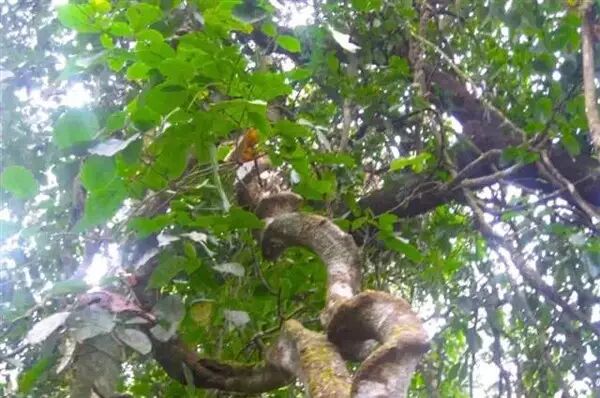 西双版纳热带雨林里那些搞怪的藤本植物！