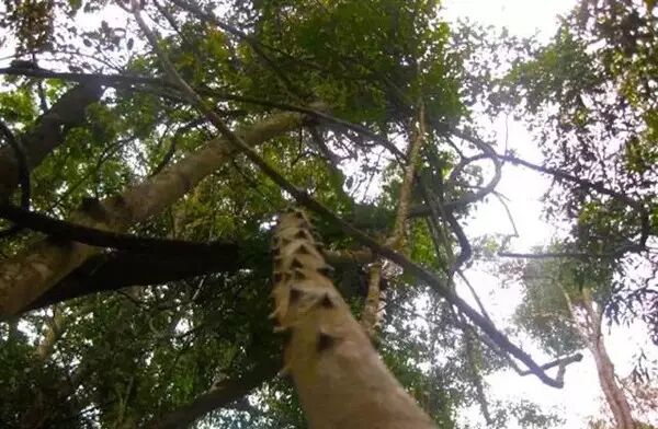 西双版纳热带雨林里那些搞怪的藤本植物！