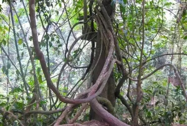 西双版纳热带雨林里那些搞怪的藤本植物！