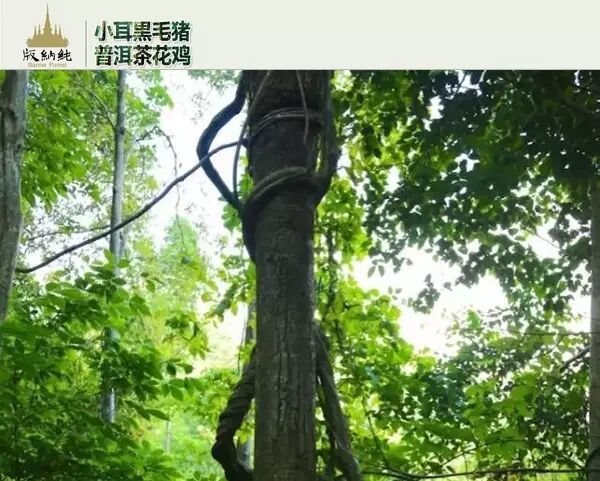 西双版纳热带雨林里那些搞怪的藤本植物！