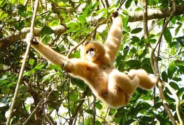 西双版纳热带雨林里那些搞怪的藤本植物！