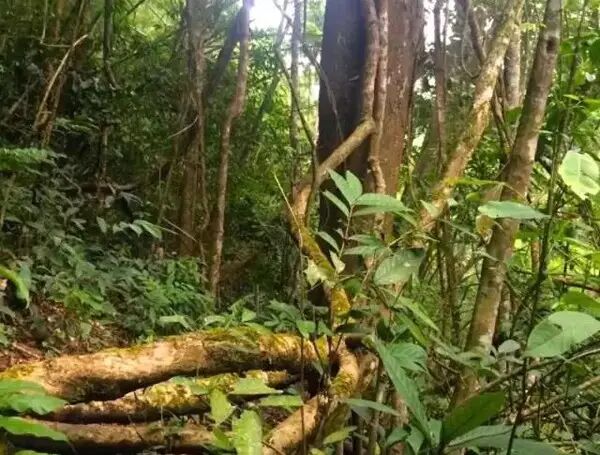 西双版纳热带雨林里那些搞怪的藤本植物！
