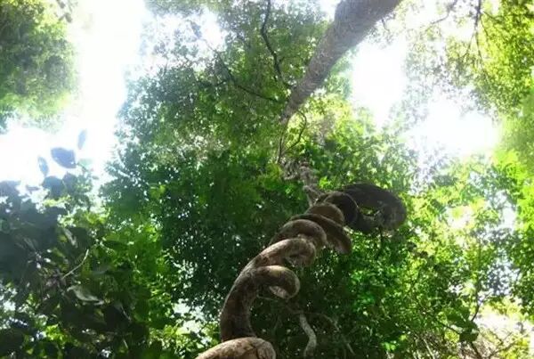 西双版纳热带雨林里那些搞怪的藤本植物！