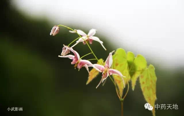淫羊藿—你最感兴趣的中药