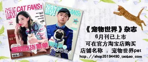 萌宠图片:肚子被偷袭只能四脚朝天投降了图片