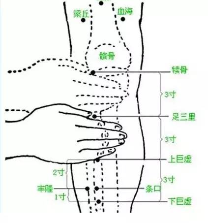 上巨虚可增加大肠蠕动,下巨虚可增加小肠蠕