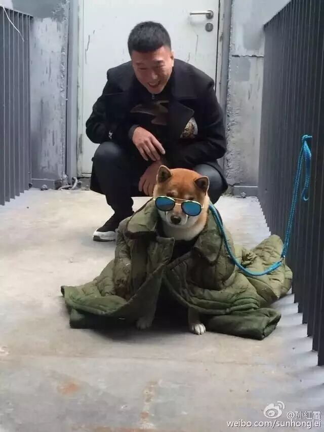 神犬撞脸黄渤孙红雷,网友:这是一个相爱相杀的故事