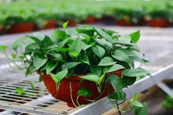 ����ȸ�Ӽ�����ϴ�l(f��)ˮ��9�N������;����϶���֪����