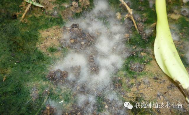佛山市斯科沃生物科技有限公司