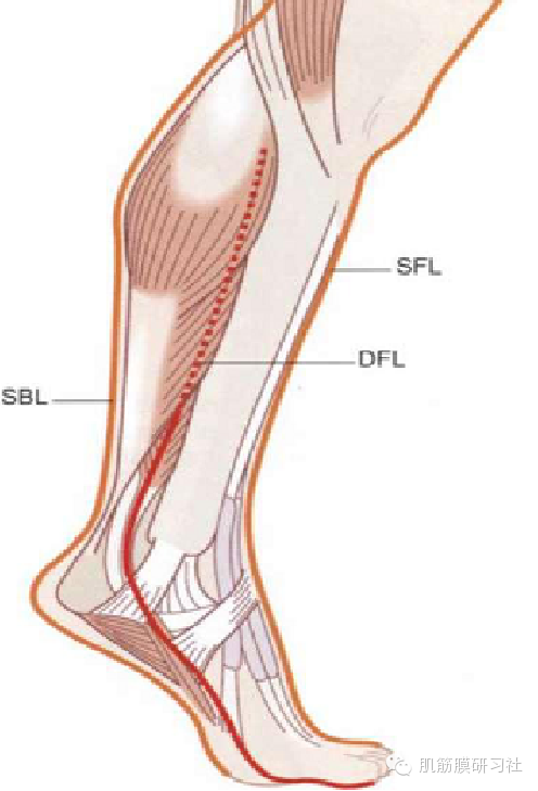 肌,肩胛下肌,前锯肌,腹外斜肌,腹内斜肌,髂胫束,阔筋膜张肌,胫骨前肌