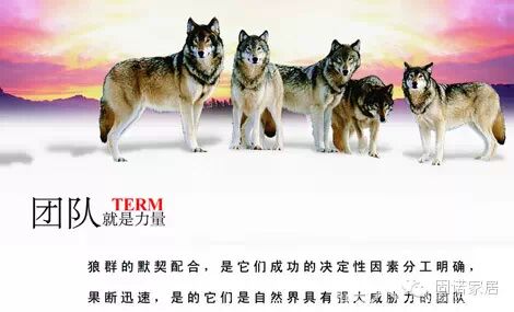 固诺的“狼性”进取文化