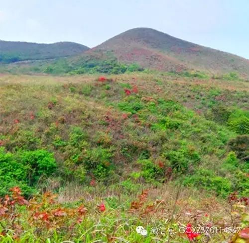 【恭城行者俱乐部】五一观天仙草原  赏高山杜鹃 恭城行者俱乐部，恭城520网联合出击587 / 作者:恭城行者俱乐部 / 帖子ID:115594