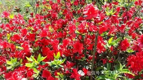 【恭城行者俱乐部】五一观天仙草原 赏高山杜鹃 恭城行者俱乐部,恭城520网联合出击512 / 作者:恭城行者俱乐部 / 帖子ID:115594 【恭城行者俱乐部】五一观天仙草原 赏高山杜鹃 恭城行者俱乐部,恭城520网联合出击512 / 作者:恭城行者俱乐部 / 帖子ID:115594