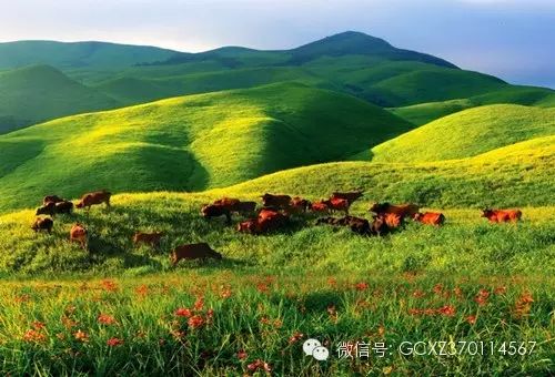 【恭城行者俱乐部】五一观天仙草原  赏高山杜鹃 恭城行者俱乐部，恭城520网联合出击660 / 作者:恭城行者俱乐部 / 帖子ID:115594