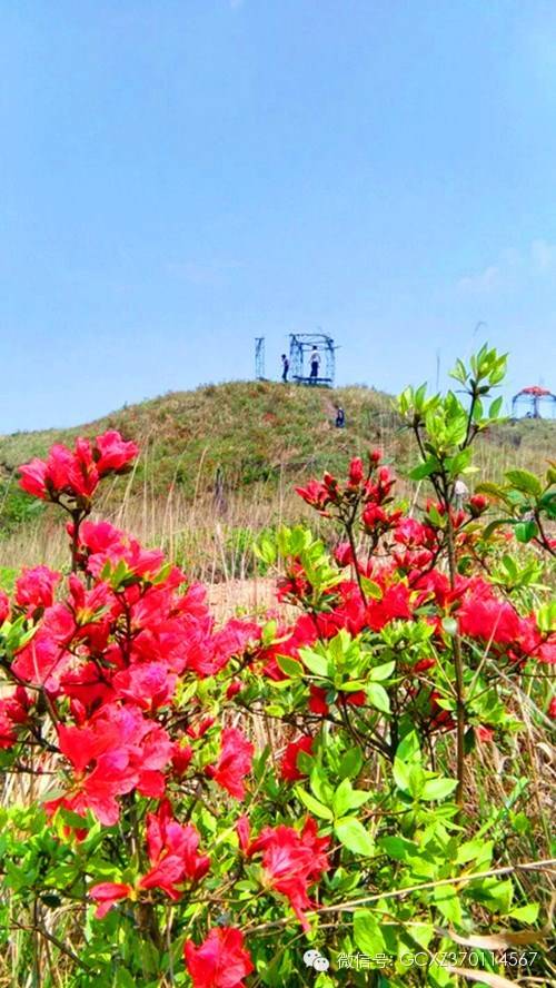 【恭城行者俱乐部】五一观天仙草原  赏高山杜鹃 恭城行者俱乐部，恭城520网联合出击979 / 作者:恭城行者俱乐部 / 帖子ID:115594