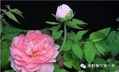 张学友《一千个伤心的理由 》现场版