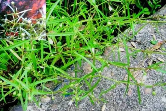 这种草在汕头遍地都是你嫌难喝在国外却卖脱销
