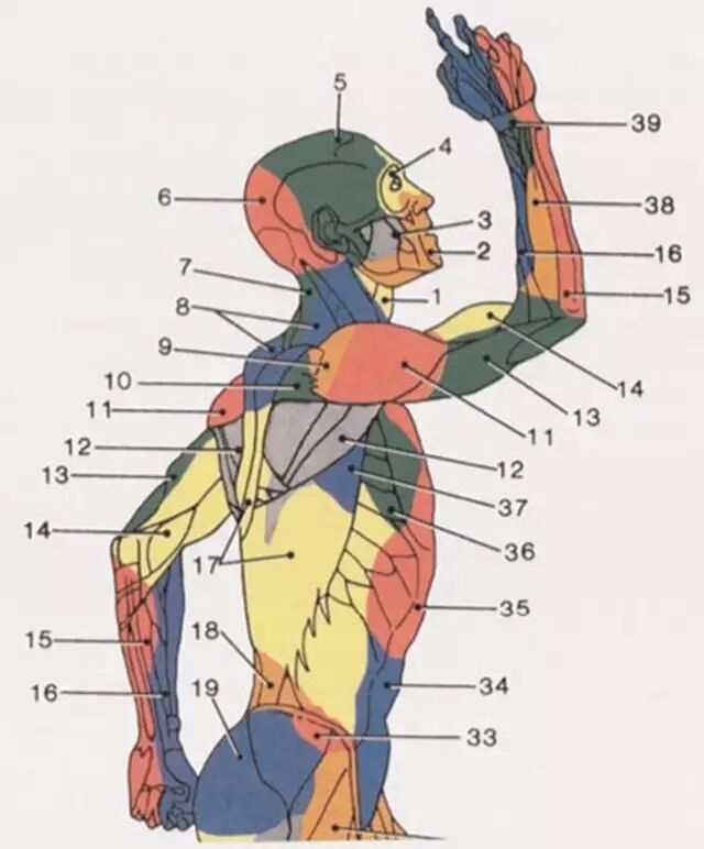 为什么要用皮钉缝合详细、实用：骨科手术切口管理（综述）_https://www.jmylbn.com_新闻资讯_第3张