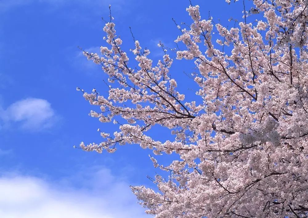 郭敬明:站成一棵会微笑的樱花树