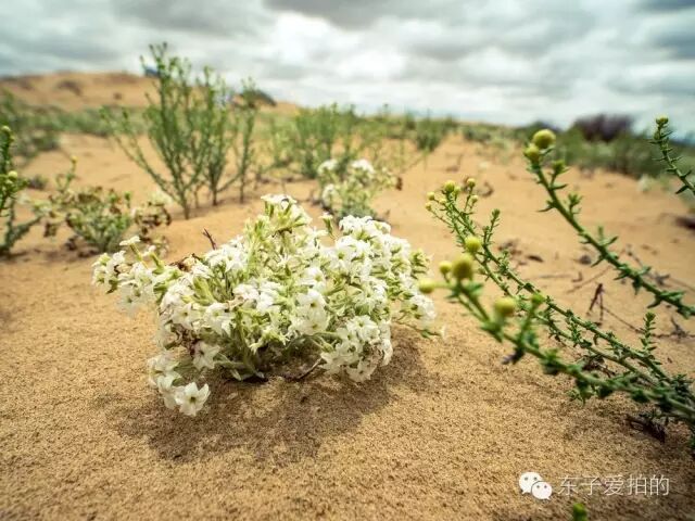 越野是一种病，得去沙漠治！