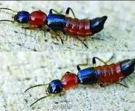太可怕!陈赫自曝脚踝被咬,肿得像猪蹄!这种虫梅州人肯...