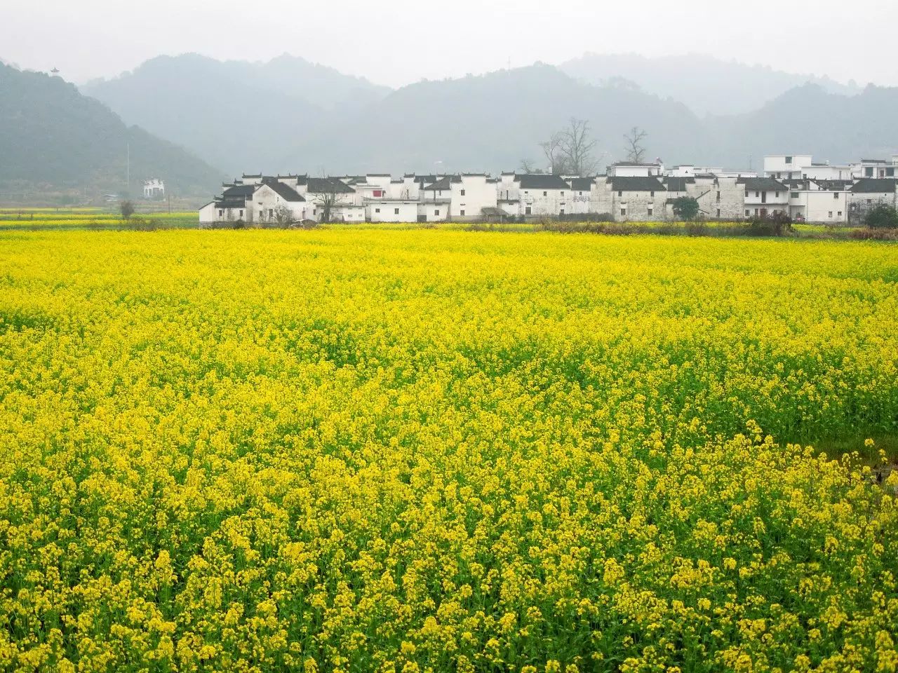 赏婺源万顷油菜花 瑶里古镇四天,纯玩团无必加点!